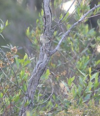 Malurus lamberti
