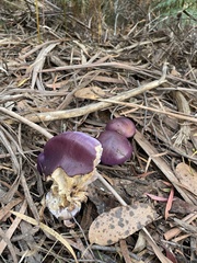 Cortinarius archeri