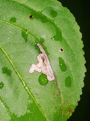 Stigmella rhamnicola