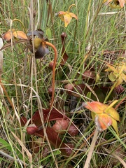 Sarracenia psittacina