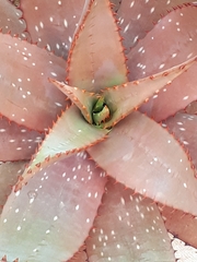 Aloe microstigma
