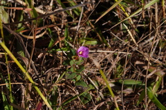 Rhexia nuttallii