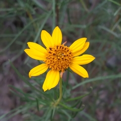Sidneya tenuifolia