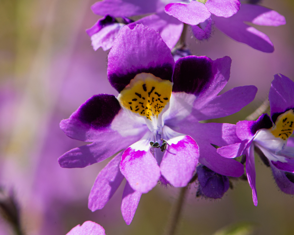Schizanthus