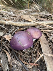 Cortinarius archeri
