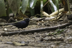 Tachyphonus coronatus