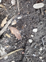 Camponotus festinatus