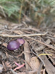 Cortinarius archeri