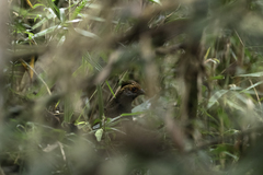 Odontophorus capueira