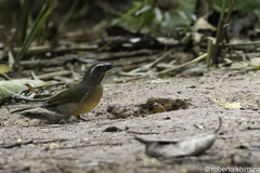 Saltator similis