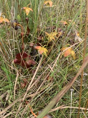 Sarracenia psittacina