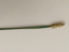 Eleocharis plana