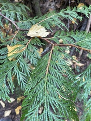 Thuja plicata