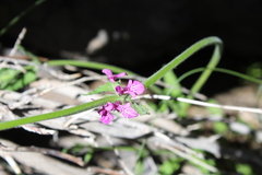 Stachys grandidentata