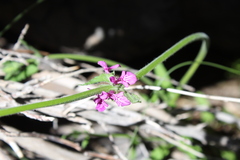 Stachys grandidentata