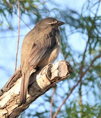 Saltator coerulescens