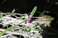 Stachys grandidentata