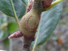 Callirhytis quercussuttoni