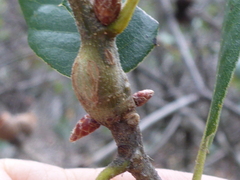 Callirhytis quercussuttoni