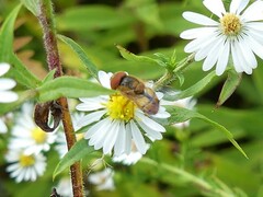 Copestylum sexmaculatum