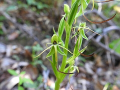Habenaria lucaecapensis