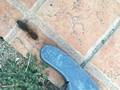 Gryllotalpa krimbasi