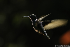 Chrysuronia versicolor