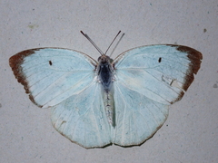 Catopsilia pyranthe