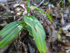 Habenaria lucaecapensis