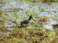 Gallinago paraguaiae