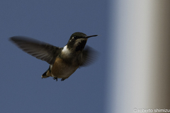 Calliphlox amethystina