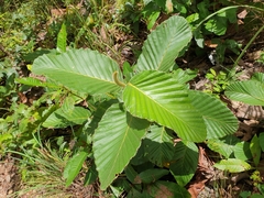 Dipterocarpus