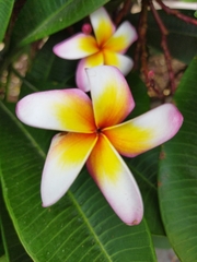 Plumeria rubra
