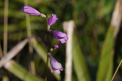 Physostegia purpurea