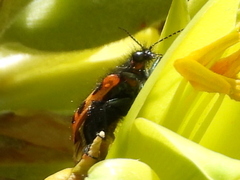 Astylus trifasciatus
