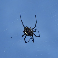 Nephilingis cruentata