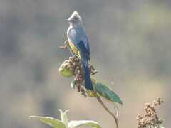 Ptiliogonys cinereus