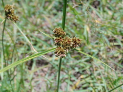 Cyperus reflexus