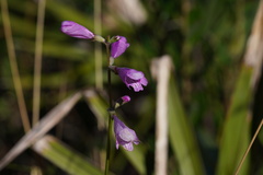 Physostegia purpurea