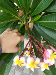 Plumeria rubra