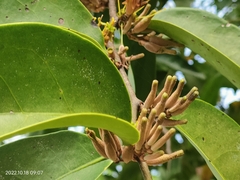 Dendrophthoe pentandra