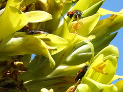 Astylus trifasciatus