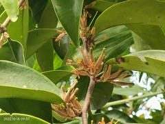 Dendrophthoe pentandra