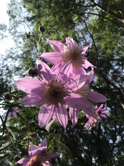 Dahlia excelsa