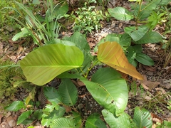 Dipterocarpus