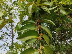 Dendrophthoe pentandra