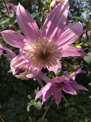 Dahlia excelsa