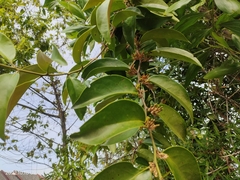 Dendrophthoe pentandra