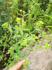 Stevia ovata