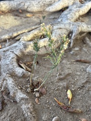 Erigeron bonariensis